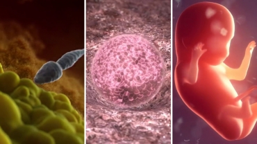 Building a Baby: The First Few Weeks of an Embryo's Development