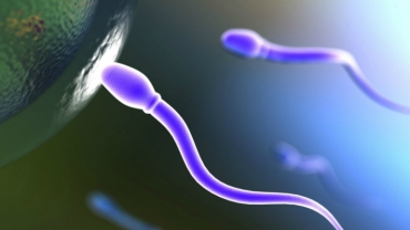 Fertility Treatments