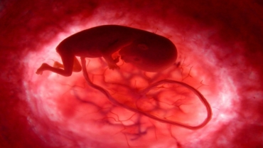 How a Baby Develops Inside Mother's Womb