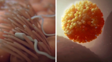 Human Fertilization Process: Fusion of the Egg with the Sperm