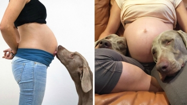 These Dogs Waited 9 Long Months to Meet Their New Baby Brother
