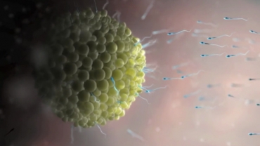 What Happens During Fertilization?