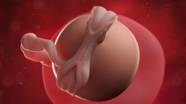 What is Happening at 5 Weeks Pregnant?