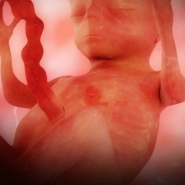 Pregnancy Week 19 - Five Months Pregnant