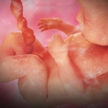 Pregnancy Week 20 - Five Months Pregnant