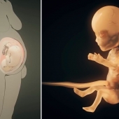 How a Small Miracle is Born: From Fertilization Over Pregnancy to Birth